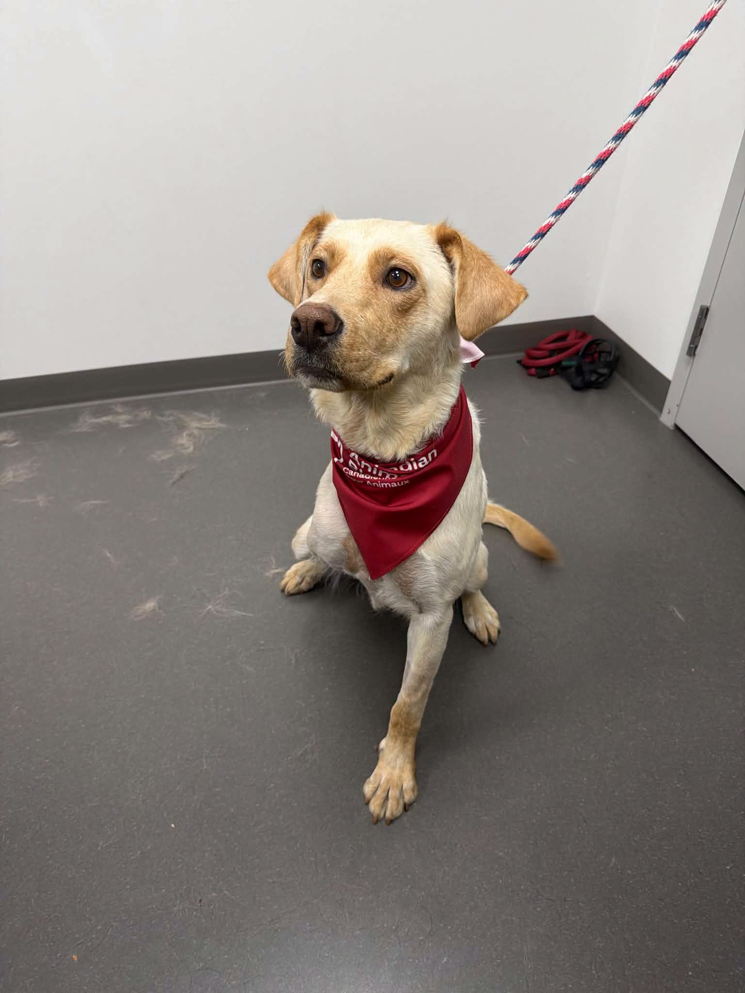 Pixel, Allen's three-legged rescue dog, wearing a red bandana
